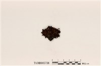 藏品(島衣屬)的圖片